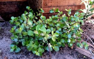Portulacaria Afra (Spekboom)
