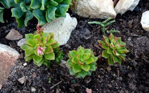 Sedeveria 'Letizia'