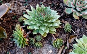 Sempervivum Tectorum #2