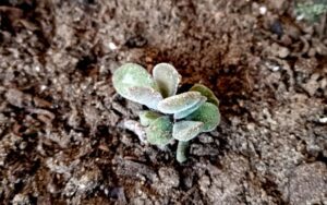 Crassula rogersii Schönland