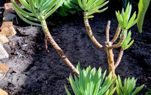 Dudleya edulis