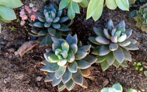 Sedeveria 'Blue Mist'