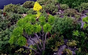 Aeonium Arboreum (Tree Aeonium)