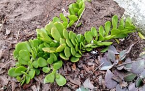 Kleinia Petraea 'Trailing Jade'