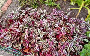 Tradescantia Zebrina Bosse