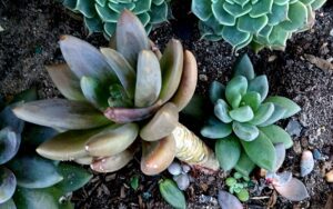 Echeveria tolimanensis