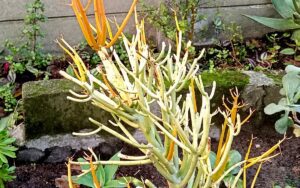 Euphorbia Tirucalli
