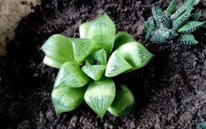 Haworthia retusa geraldii