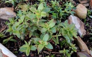 Crassula Nudicaulis
