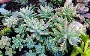 Echeveria Lady Fingers #1