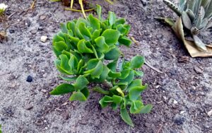Crassula Arborescens 'Curly Grey'