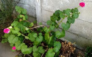 Pelargonium Zonale