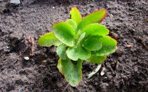 Kalanchoe Blossfeldiana