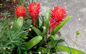 Billbergia Pyramidalis