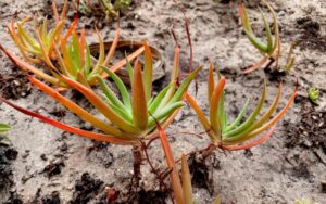 Bulbine frutescens