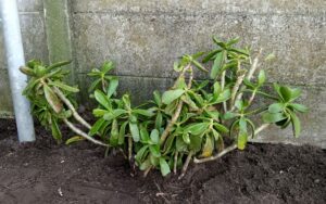Cotyledon orbiculata #1