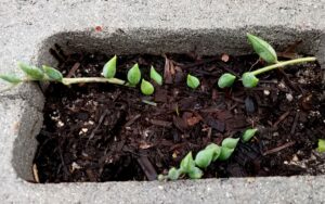 Senecio Radicans
