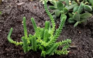 Crassula Big Rasta