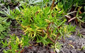 Crassula Tetragona