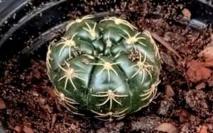 Gymnocalycium #2