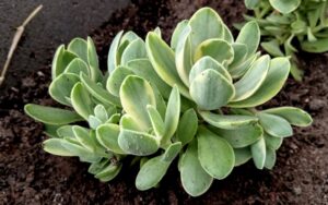 Crassula swaziensis 'Variegata'