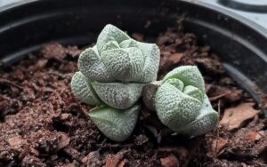 Crassula Deceptor
