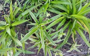 Chlorophytum Comosum