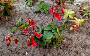 Kalanchoe manginii