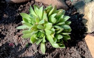 Sempervivum Calcareum