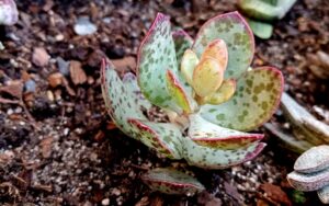 Adromischus Maculatus
