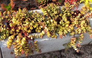 Crassula Pellucida Marginalis