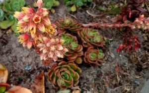 Echeveria Multicaulis (Copper Rose)