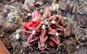 Gymnocalycium #1