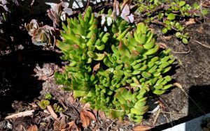 Cotyledon Papillaris Daphne #1