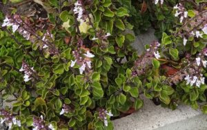 Plectranthus Amanda