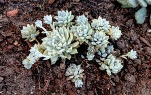 Echeveria Variegated