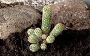Mammillaria Elongata