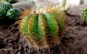 Parodia Magnifica