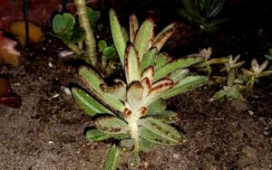 Kalanchoe Tomentosa