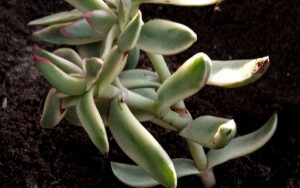 Crassula rubricaulis 'Candy Cane' Variegated