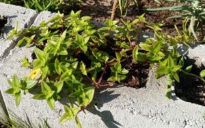 Crassula pellucida subsp. brachypetala