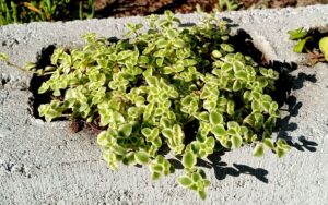 Crassula pellucida ‘Variegated’