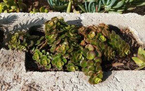 Sedum makinoi Maxim