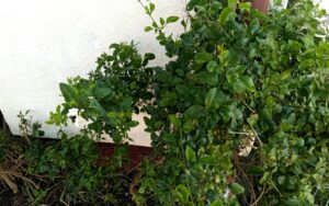 Jasminum sambac