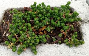 Sedum sexangulare