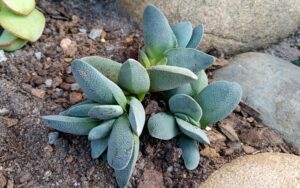 Crassula Tecta