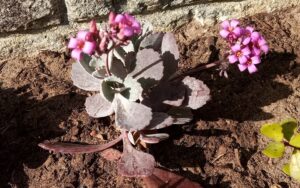 Kalanchoe Pumila