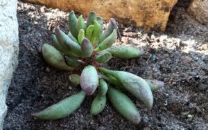 Adromischus Hybrid