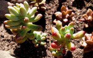 Sedum pachyphyllum Rose