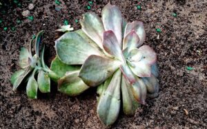 Echeveria gigantea Rose